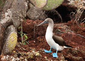 Urlaub ::: Galapagos ::: Reisebüro Blesius in Oppenheim