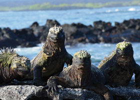 Urlaub ::: Galapagos ::: Reisebüro Blesius in Oppenheim